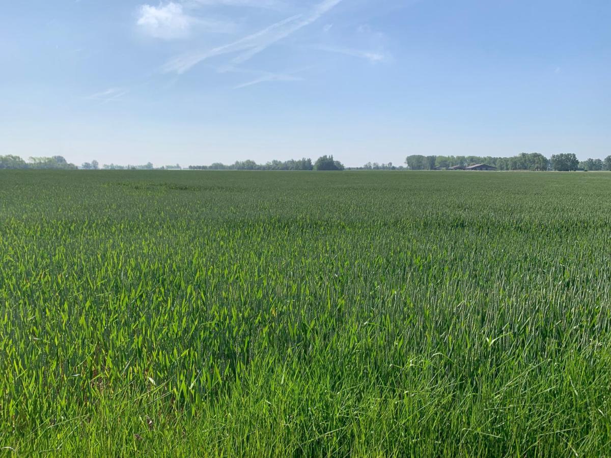 De Scheure, Charmant Vakantiehuisje Midden In De Natuur Alveringem Eksteriør billede